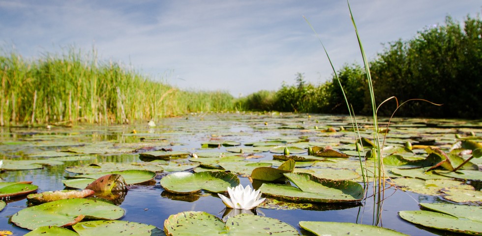 Weerribben-Wieden 2020 ©MarketingOost Nationaal Park en veenhart (1).jpg