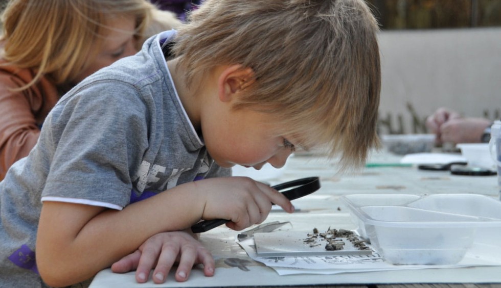 Uilenballen pluizen.jpg