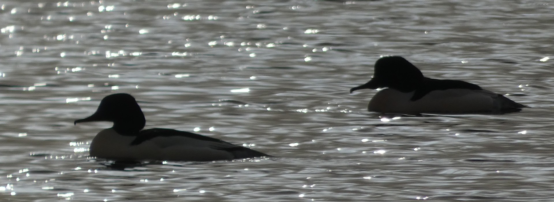 grote zaagbek foto EB.JPG